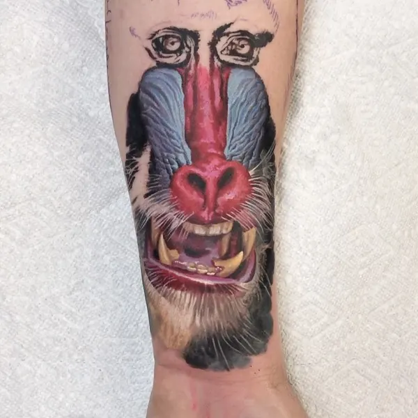 Tiger, Animal