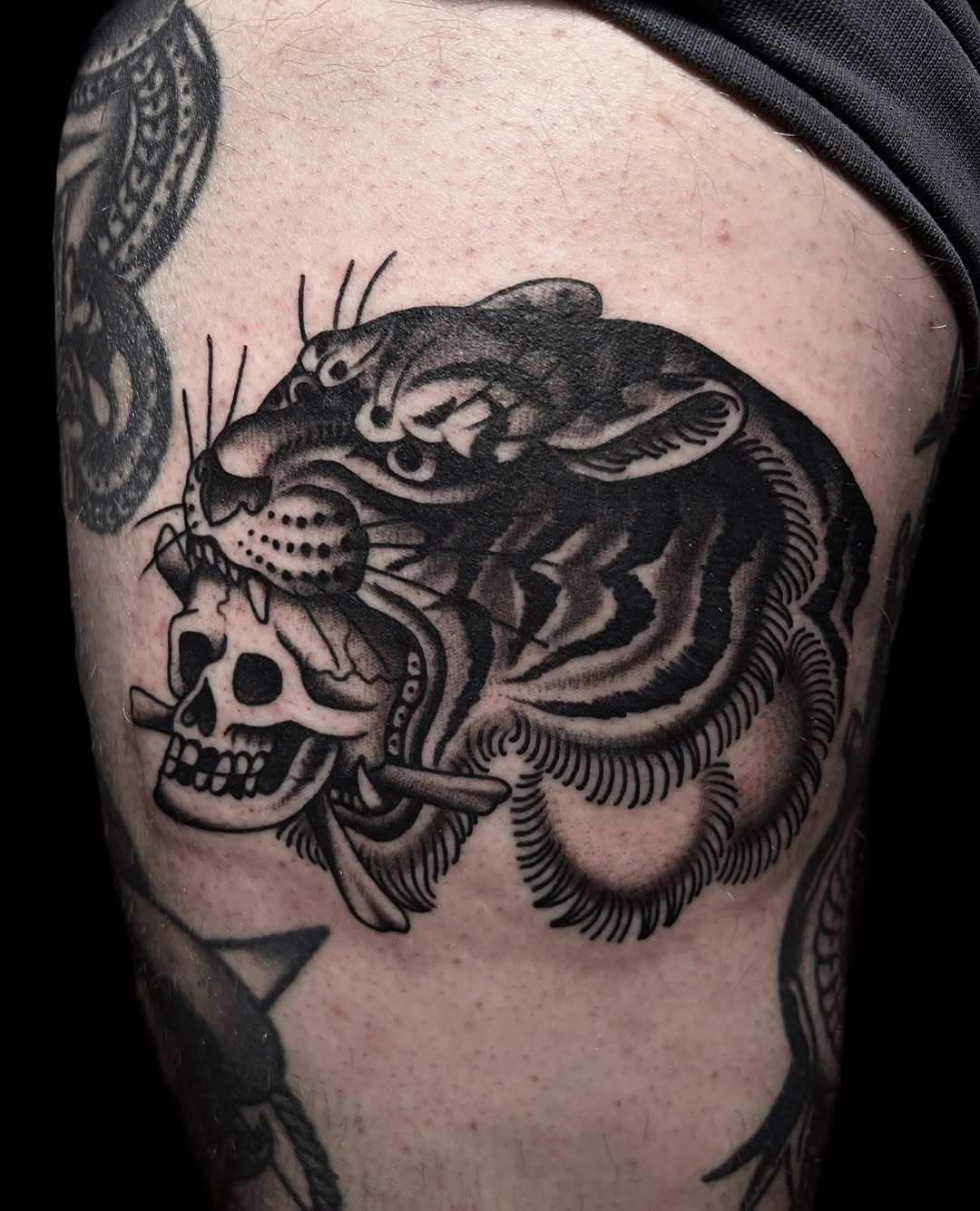 Tiger, Animal
