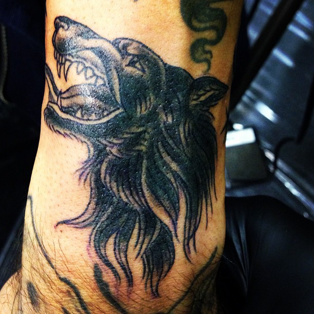 Tiger, Animal