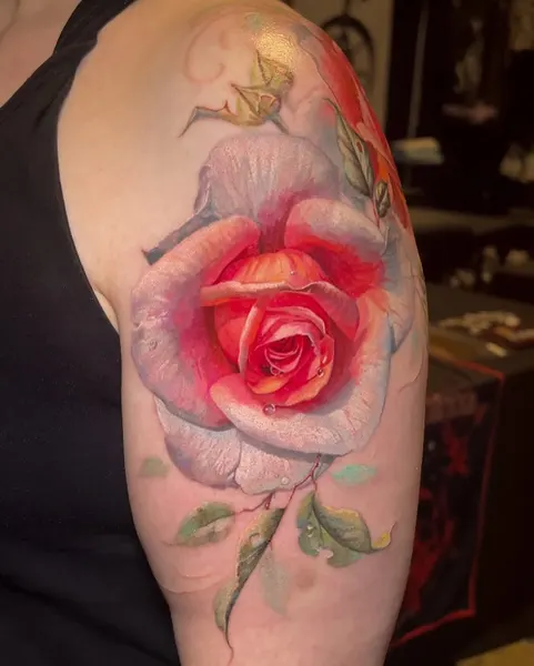 Flower, Rose, Nature