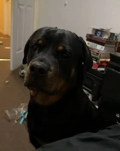 Animal