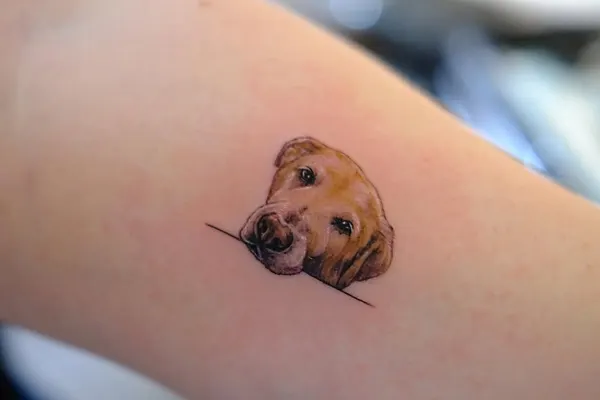 Animal