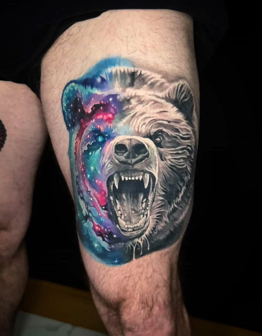 Animal, 곰