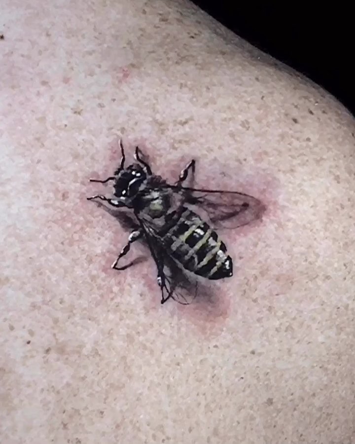 Animal
