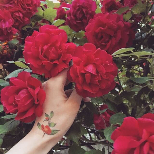 Flower, 라벤더, 허브