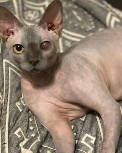 Animal