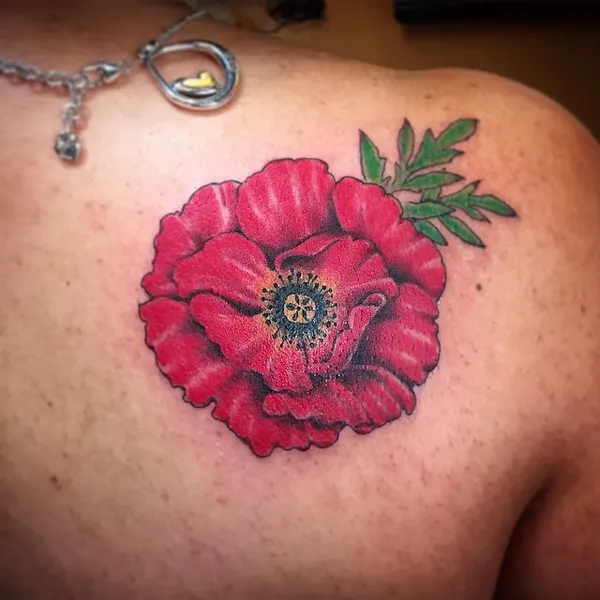 Flower, Rose, Nature