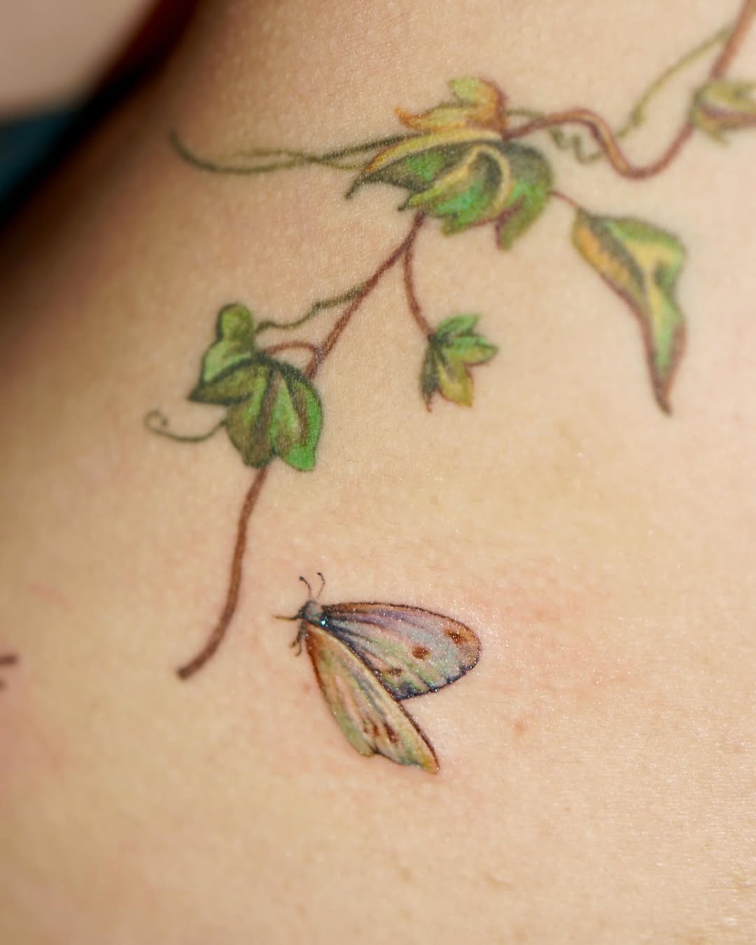 Flower, Nature, Rose