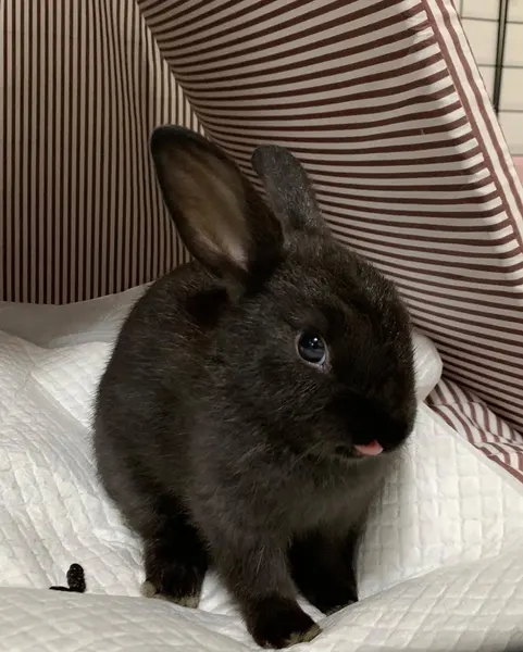 Mini, 쥐, 코알라