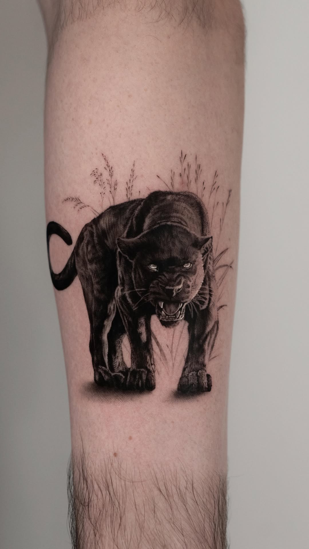 Animal, 팬서