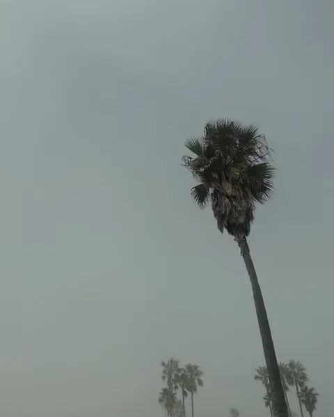 ponywave
