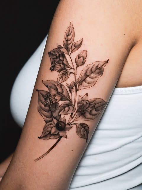 Flower, Rose, Nature