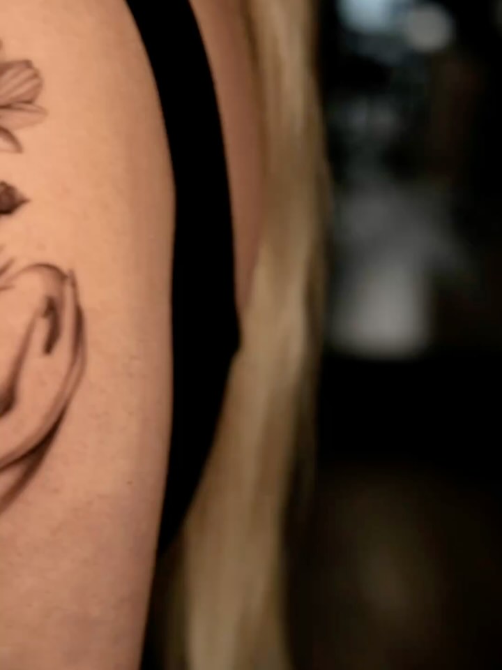 Flower, Nature, Rose