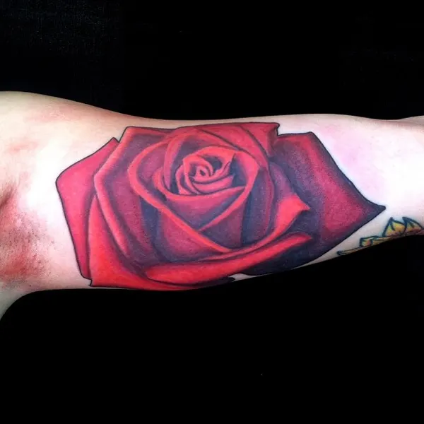 Flower, Rose
