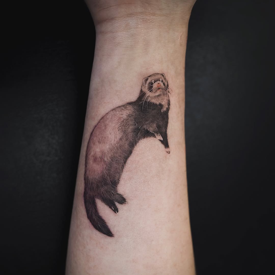 Animal, 고슴도치, 나무늘보