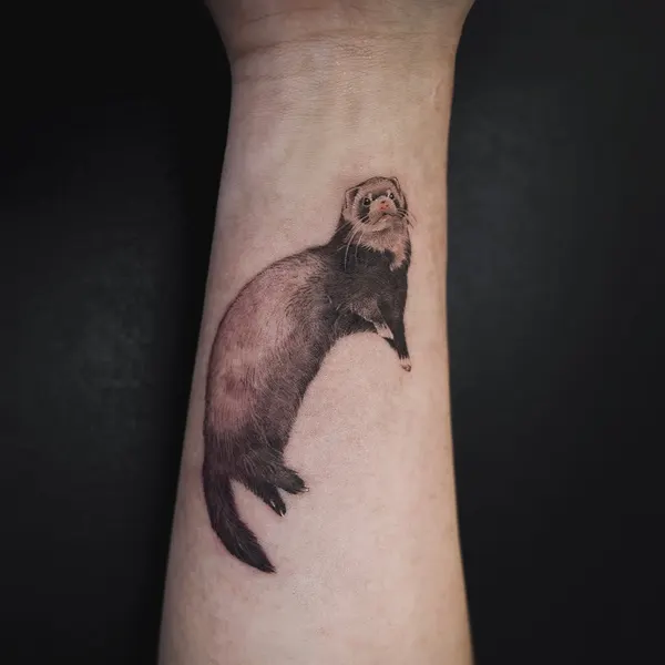 Animal, 고슴도치, 나무늘보
