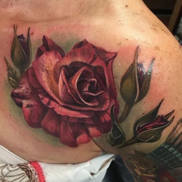 Flower, Rose, Nature