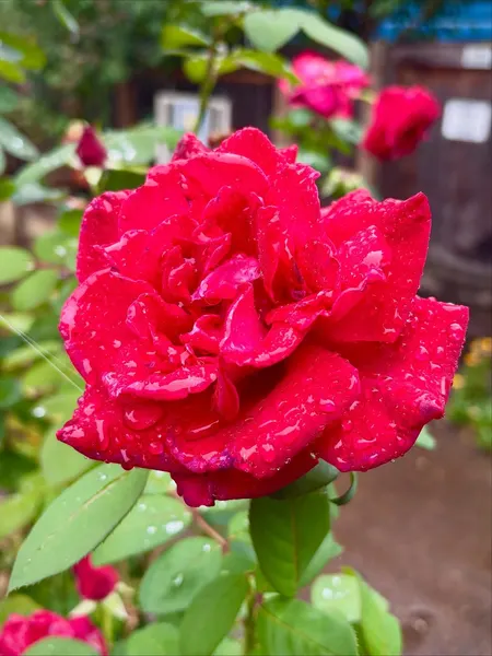 Flower, Rose, Nature