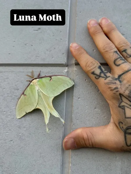 Animal, Nature