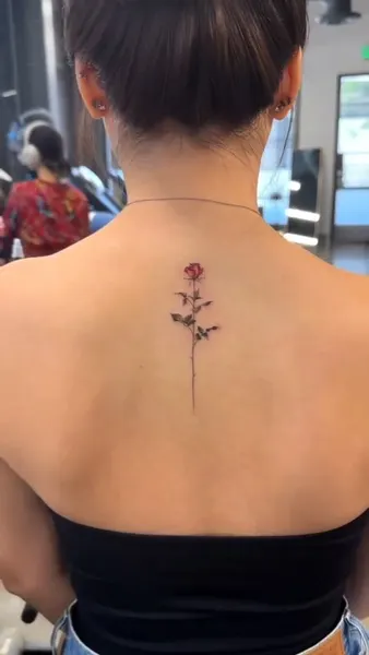 Flower, Nature, Rose