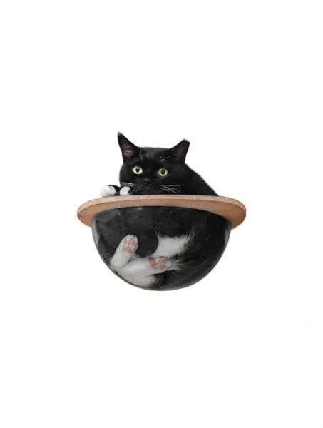 고양이, 여우 가면