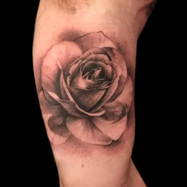 Flower, Rose