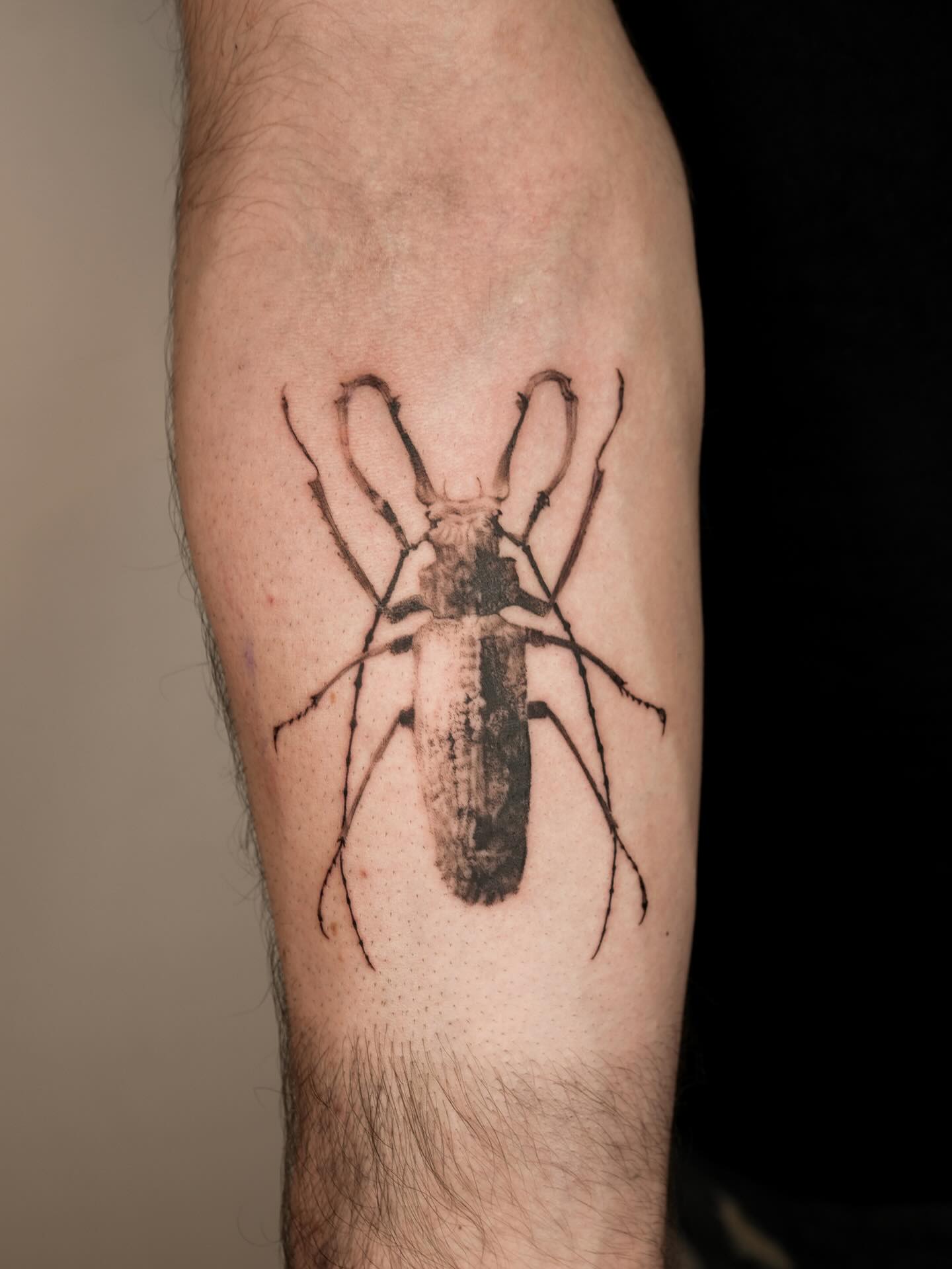 Animal
