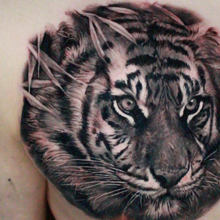 Tiger, 중국 호랑이