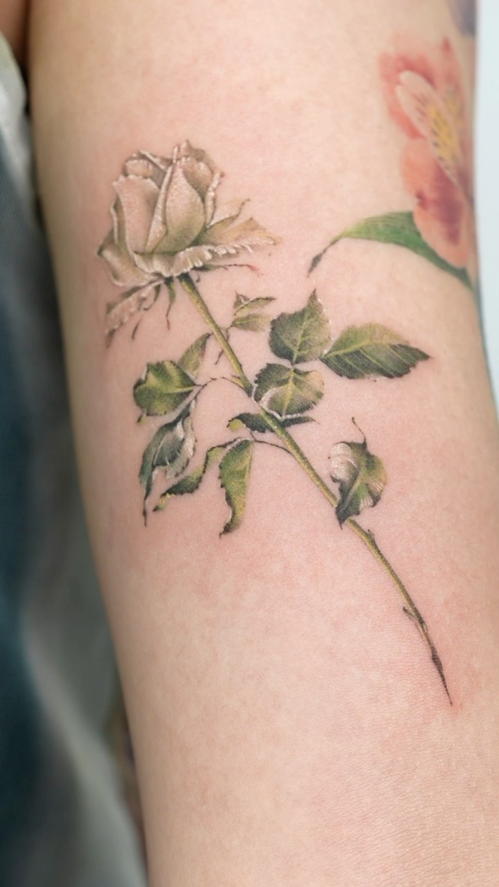 Flower, Rose, Nature