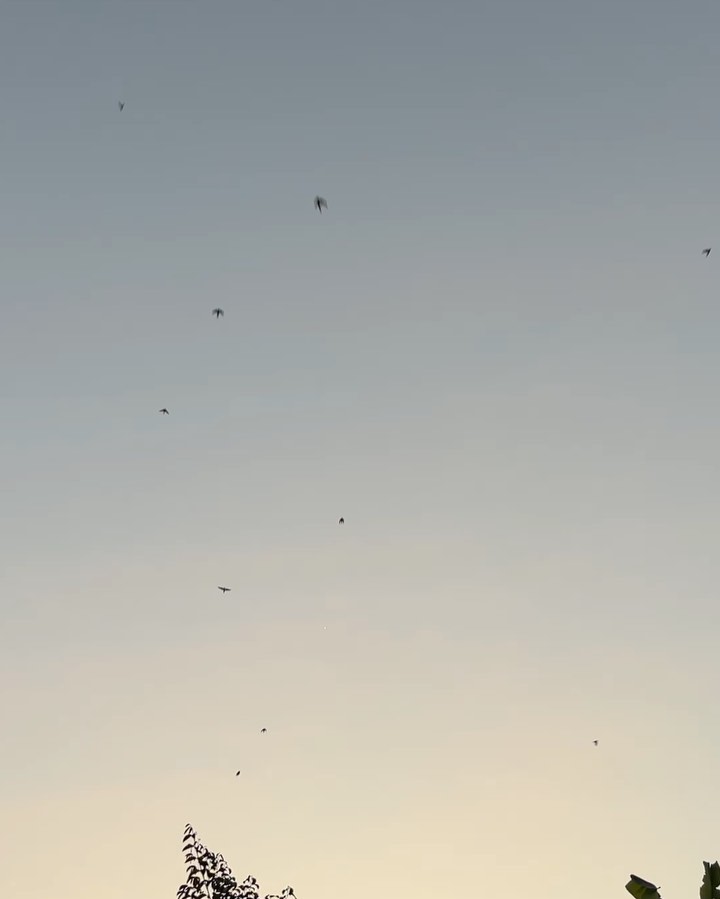 제비, 참새, 비둘기