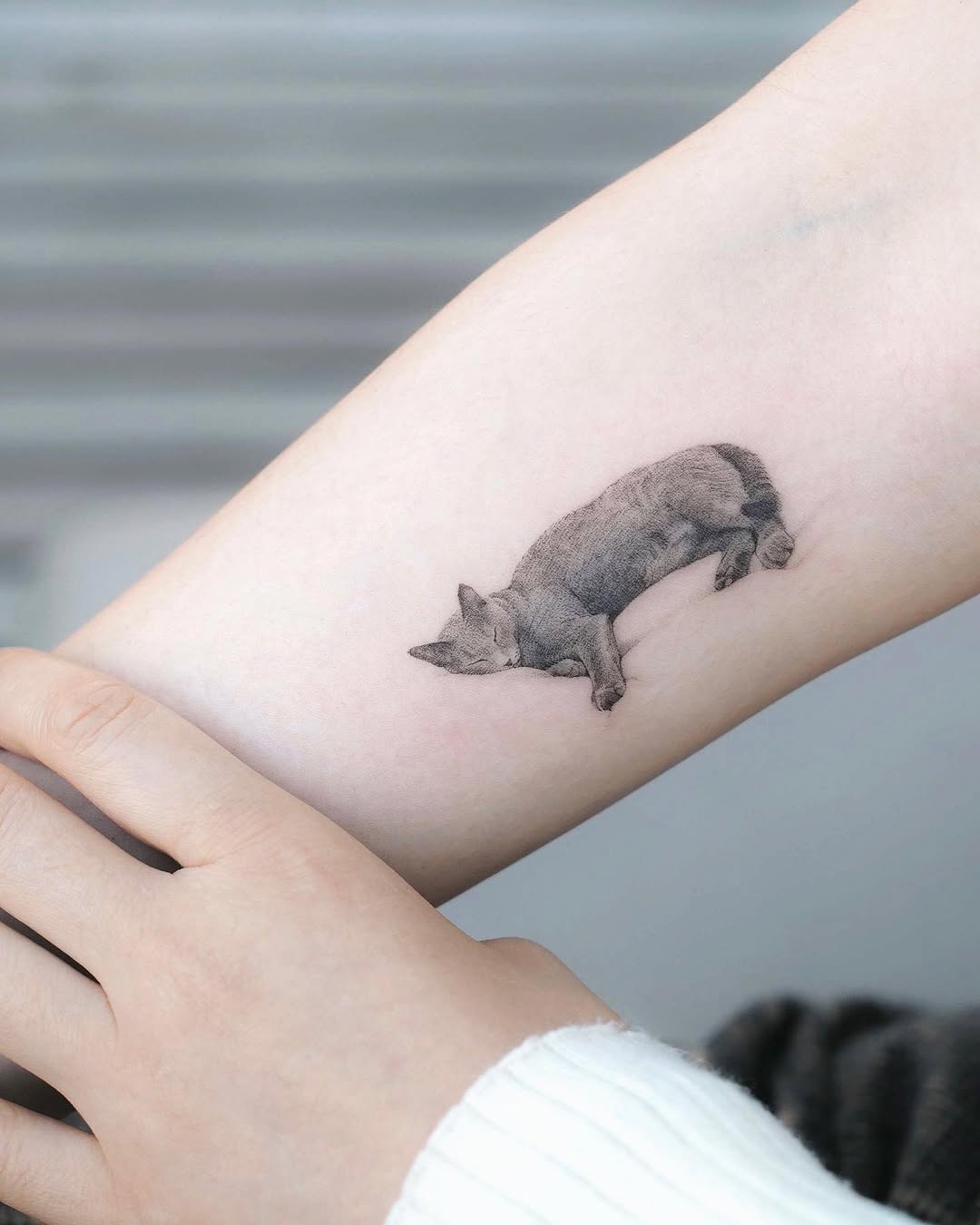 Animal