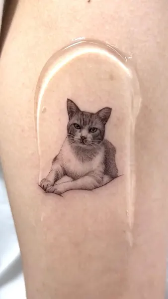 고양이