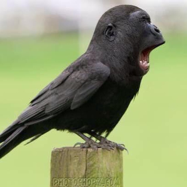 Animal