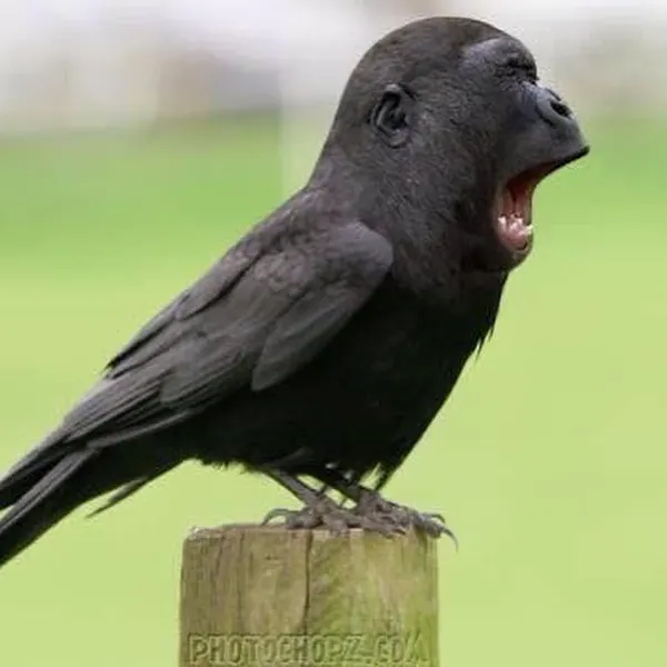 Animal