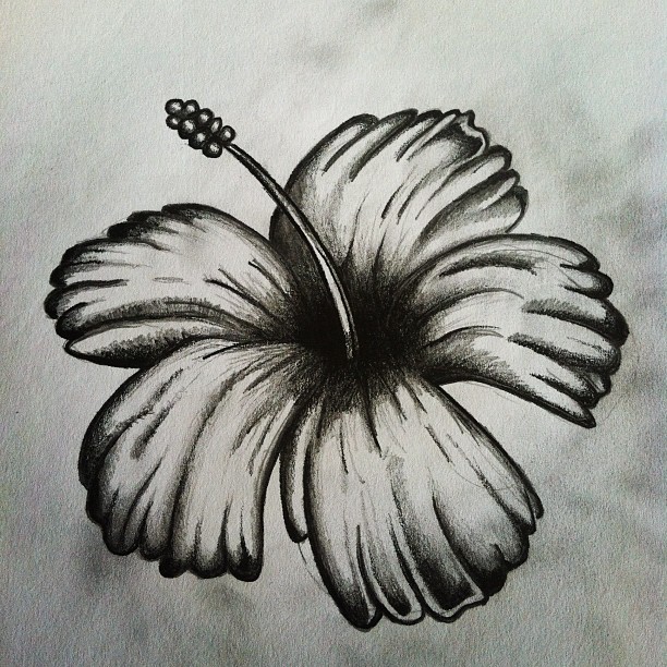 Flower, Nature