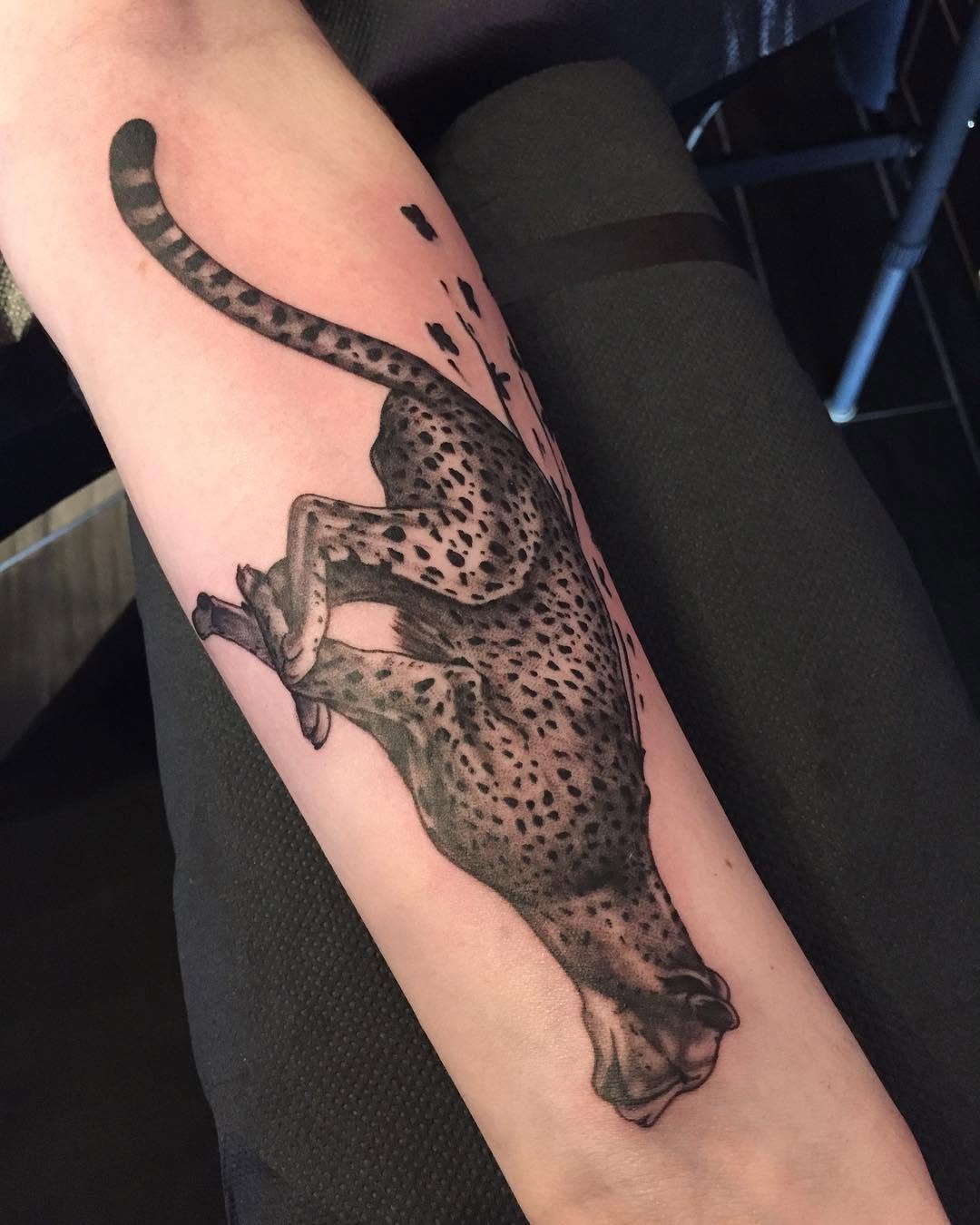 Tiger, Animal