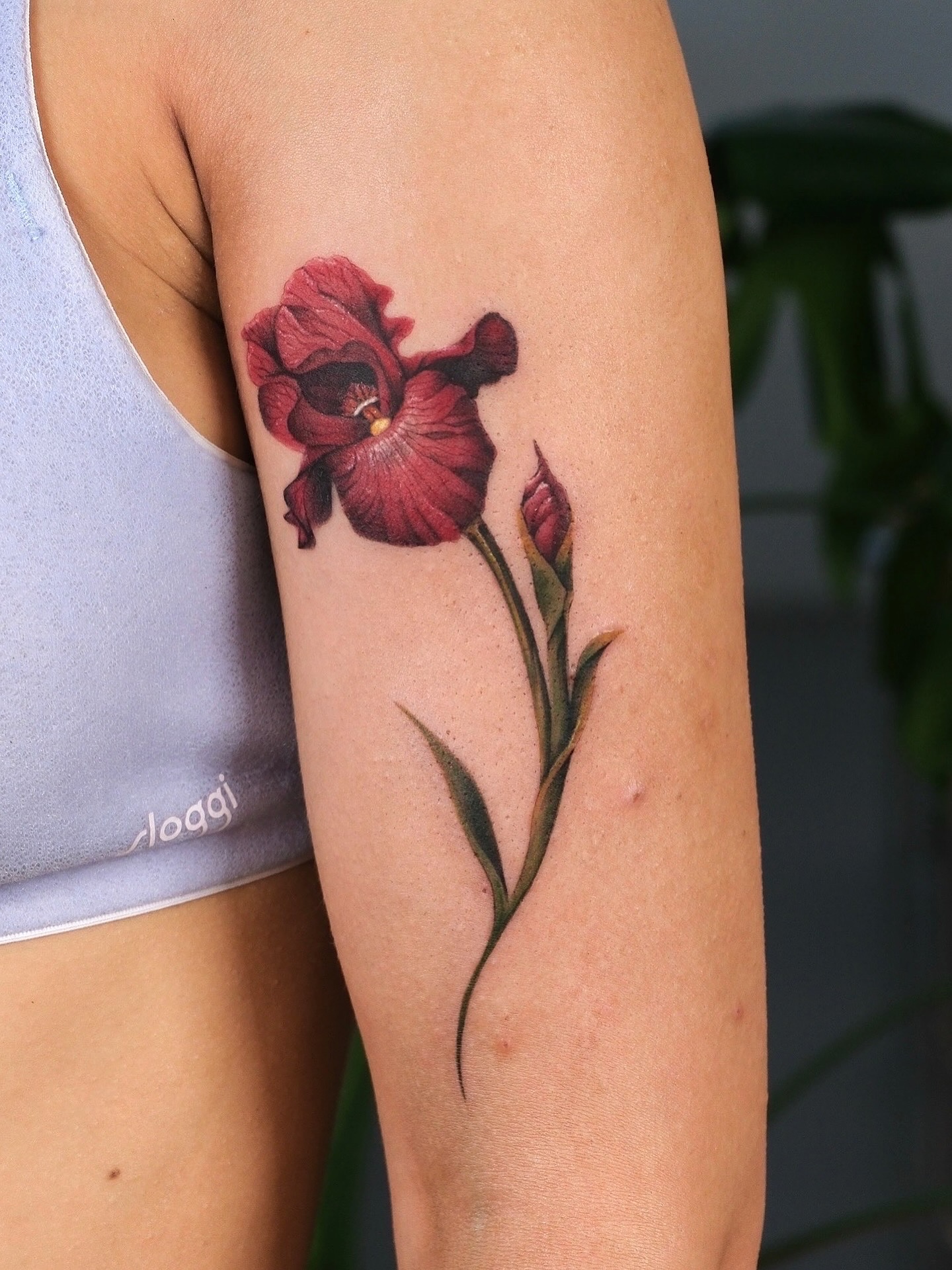 Flower, 난초, 아이리스, 튤립, 백합