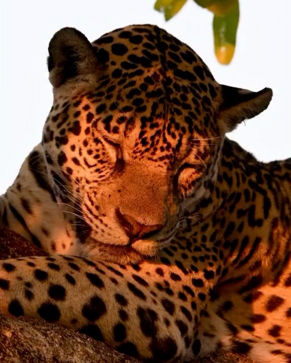 Animal, 표범, 재규어