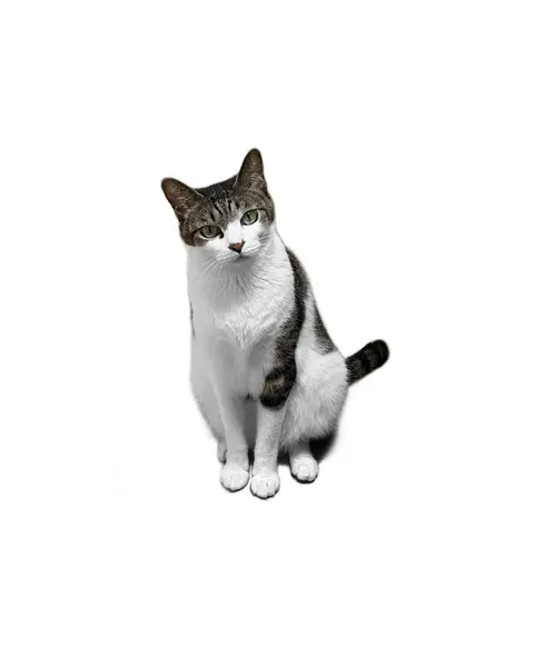 고양이, 반려동물, 마네키네코, 여우 가면, 함사