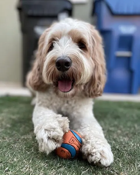 Animal