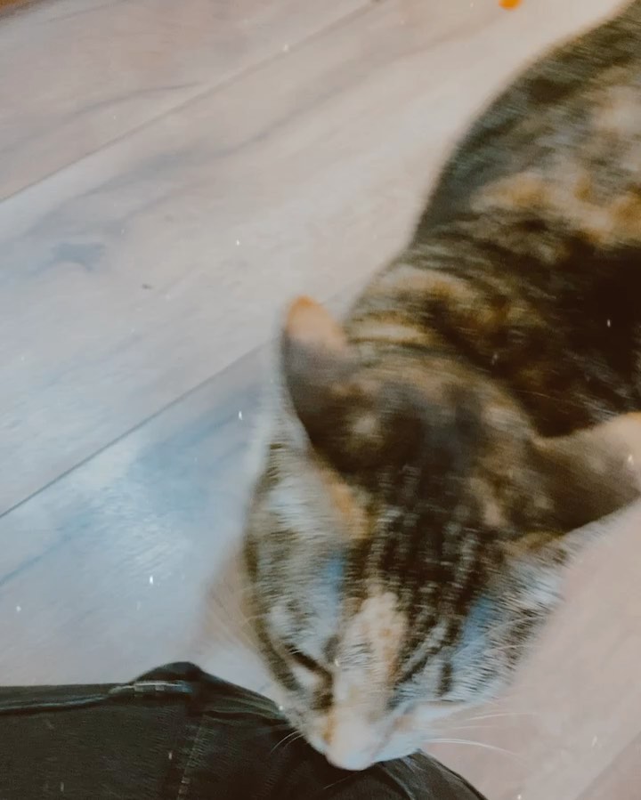 Animal