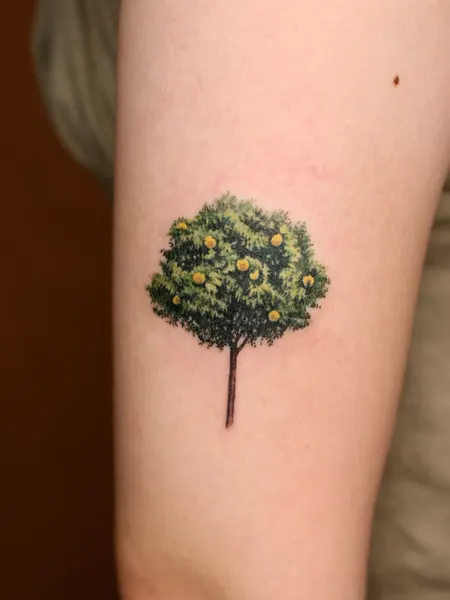 Nature, 소나무, 나무, 숲
