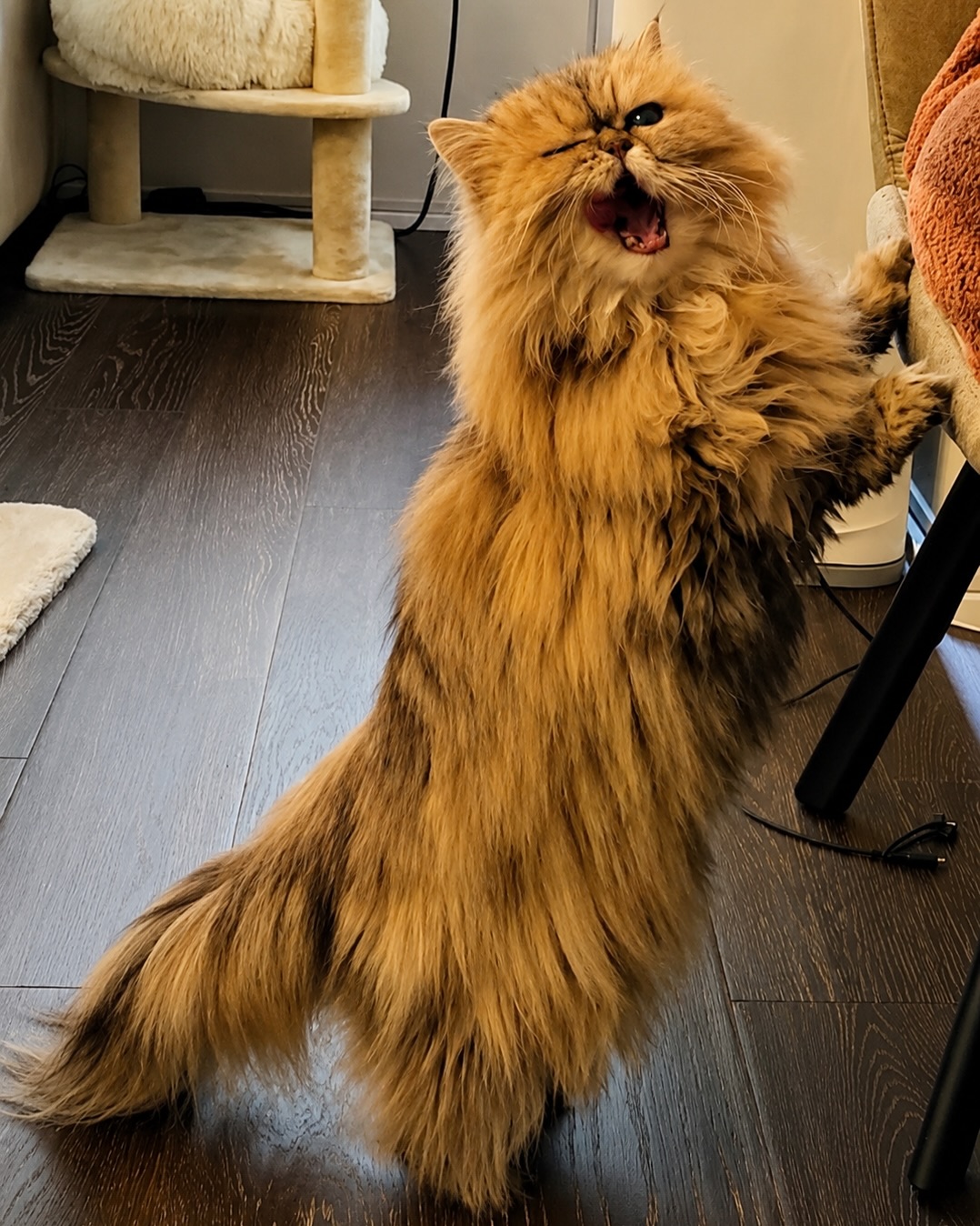 Animal