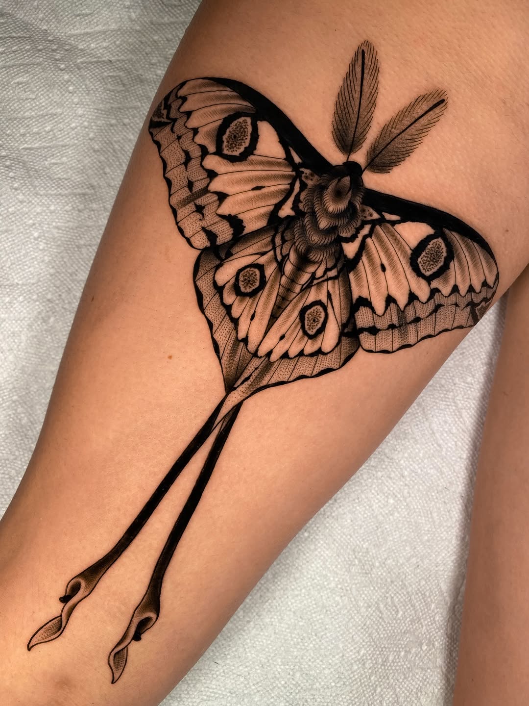 Animal, Nature
