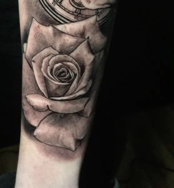 Flower, Rose
