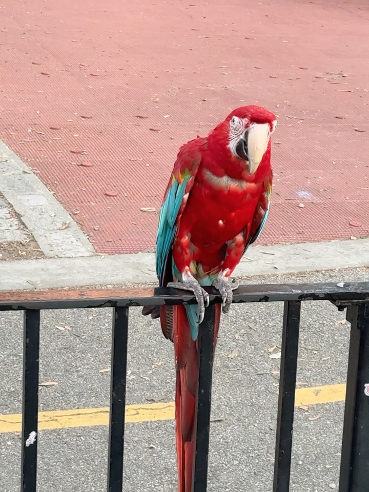 Animal, Nature, 앵무새