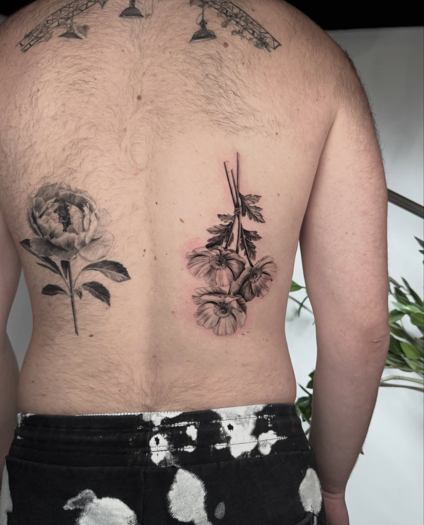 Flower, Rose, Nature