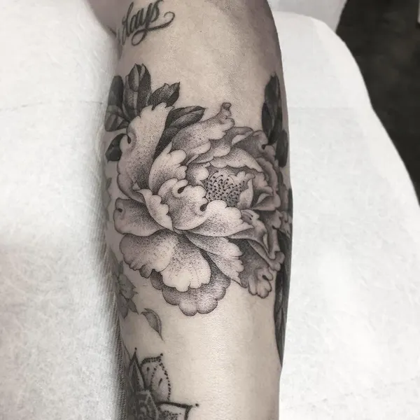 Rose, Flower