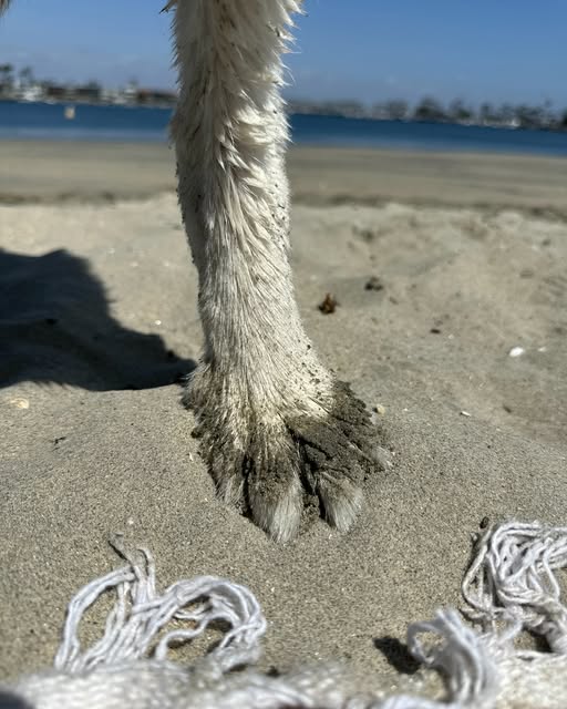 손