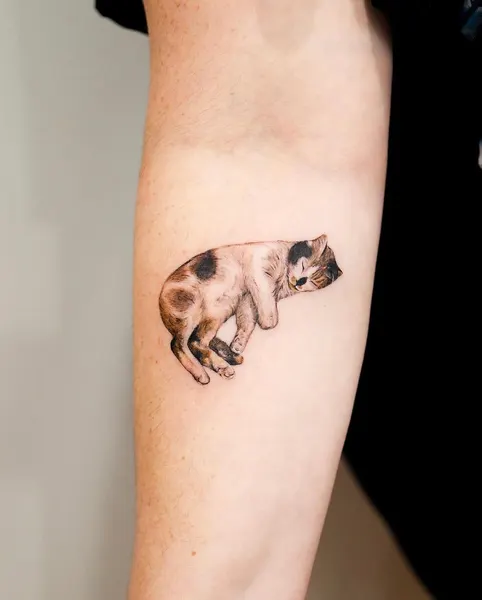 소, Animal, 코알라, 나무늘보, 돼지
